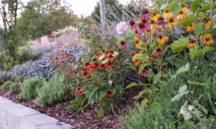 Alsóörs- újdonságok kertje