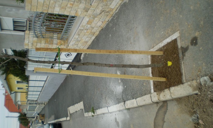 Veszprém - Az aszfaltban is lehet fa!_0