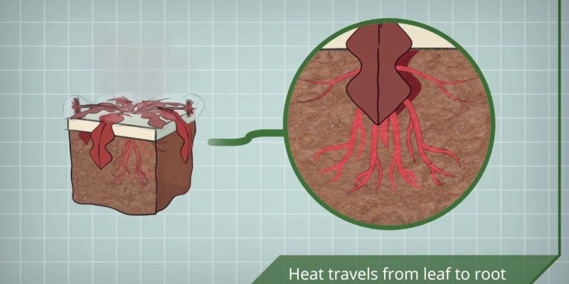 Foamstream - vegyszermentes gyomirtás (működési elv)